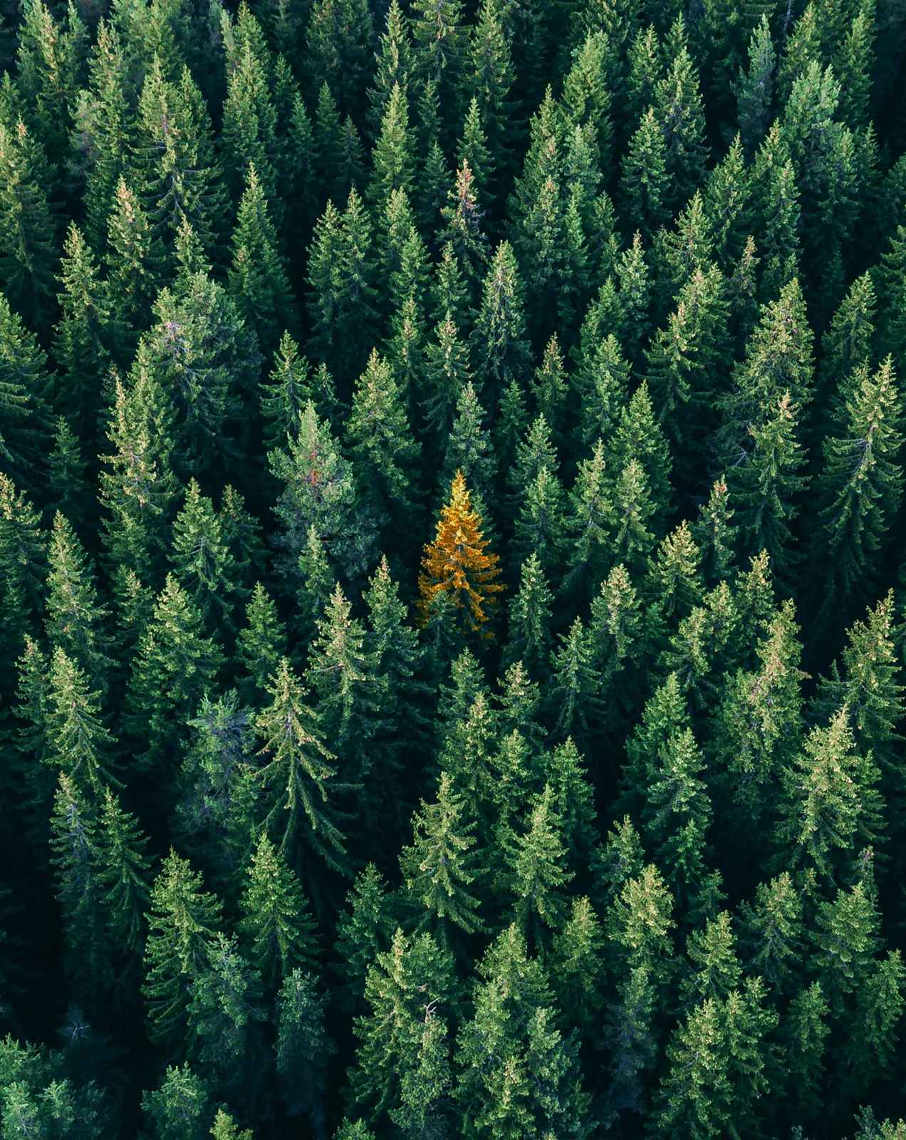 Aerial view of an evergreen forest with one golden tree in the centre